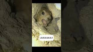 Hyrax screamDay 7 hyrax hyrax awawa [upl. by Con224]