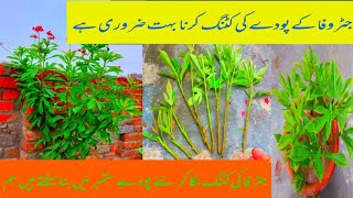 Jatropha plant pruning in SeptemberHow to grow from cuttingFakhraShahid603 [upl. by Nabal542]