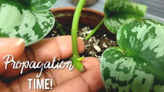 Scindapsus Pictus Exotica Propagation Potting and Care Tips  Updates [upl. by Amoihc562]