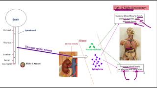 Epinephrine and Norepinephrine Hormones [upl. by Maxfield]