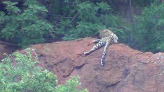 Male Leopard resting on red syenite rocks in Pilanesberg  Part 1 [upl. by Danni957]