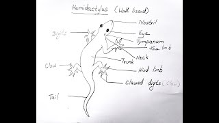 HEMIDACTYLUS WALL LIZARD DIAGRAM FOR CLASS 11 BIOLOGY [upl. by Ynamad]