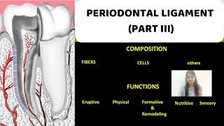 PERIODONTAL LIGAMENT  PART III II Composition amp Functions [upl. by Cord205]