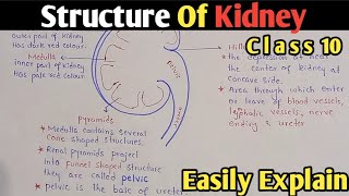 Kidney Structure And Functions  Class 10 Biology [upl. by Assirehs555]