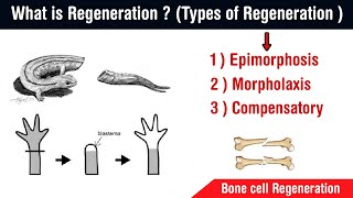 What is regeneration and there types   bone regeneration  in Hindi [upl. by Gazo]