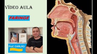 VÍDEO AULA DE FARINGE [upl. by Merrily]