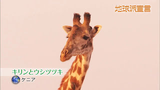 【地球派宣言】キリンとウシツツキ｜Giraffe and Oxpecker quotVoice of the Earthquot [upl. by Akener]