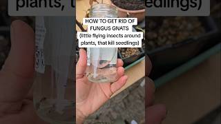 Fungus gnats fly around indoor and outdoor plants cause damping off that kills seedlings [upl. by Alioz]