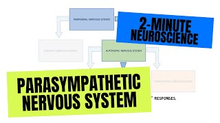 2Minute Neuroscience Parasympathetic Nervous System [upl. by Alaek8]