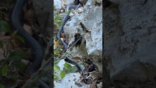 Western whip snake Coluber viridiflavus resting in the sun snake naturephotography wildlife [upl. by Bronnie]