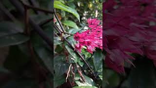 Clerodendrum thomsoniae nature gardening youtubeshorts viralshorts reels plants flowers [upl. by Sanfourd]