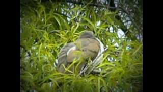 Yellowbilled Cuckoo  Coccyzus americanus [upl. by Merna]