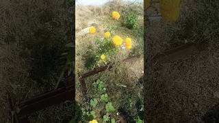 Lovely flowers 💐🌹shorts short shortsfeed shortvideo love trending tiktok viralshorts song [upl. by Ailisec]