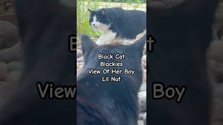 Black Cat Blackies View Of Her Boy Lil Nut shorts blackcat tuxedocat cats catlover [upl. by Eniarrol]