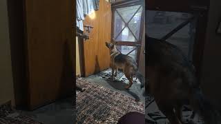 Gsd dod attack 😲😱 trending ytshorts germanshepherd viralvideo shorts [upl. by Onaireves]