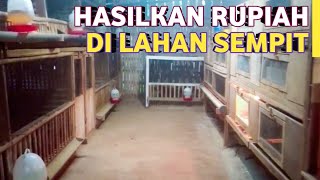 KANDANG AYAM DI LAHAN SEMPIT  DIDALAM RUMAH [upl. by Hertzog]