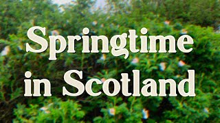 Springtime in Scotland  Tiny Travel Vlog  Sapling Tarot [upl. by Adnahcal]