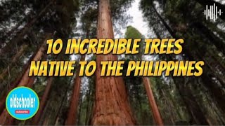 10 Incredible Trees Native to the Philippines [upl. by Adnirak]