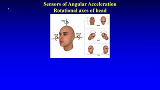 Sensors of Linear and Angular Acceleration [upl. by Sewoll]