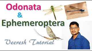 Lecture 18 Odonata amp Ephemeroptera Orders [upl. by Yelak147]