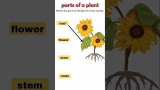 quotParts of a Plantquot evsworksheet [upl. by Kendrick242]