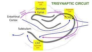 TRISYNAPTIC CIRCUIT OF THE HIPPOCAMPUS [upl. by Pavia539]