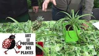 Conseils jardinage Ananas Candido Entretien et arrosage Plante verte dintérieur [upl. by Nedla]