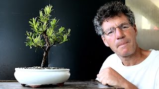 Podocarpus Bonsai Update July 2016 [upl. by Jyoti355]