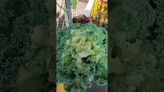 എന്റെ വീട്ടിലെ ornamental cabbage കൊള്ളാമോshortsviralvideo [upl. by Otrebor14]