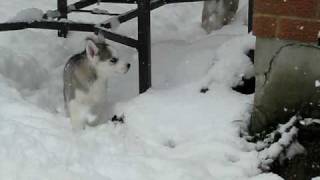 Siberian Husky Puppy Snow Adventure [upl. by Nalo71]