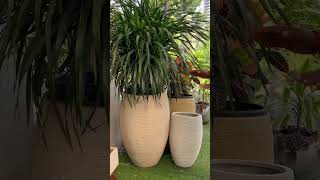 Indoor Plants For Living Room garden [upl. by Godber]