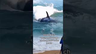 Florida beach The moment a huge whale appears on the beach florida shortvideo [upl. by Rowen]