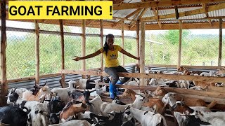 The Cost Of Starting A Profitable GOAT Farming BUSINESS For Beginners [upl. by Nedry977]