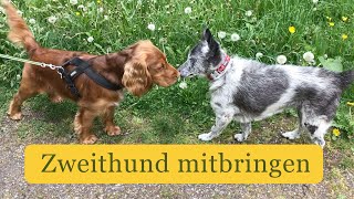 🍀 Zweithund zieht ein 7 Tipps für erfolgreiches Zusammenführen amp erste Hundebegegnung [upl. by Ainecey526]