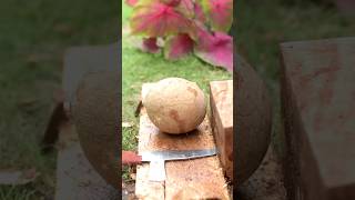 Coconut shell scribe tool remove coconut from the shell [upl. by Ettessil167]