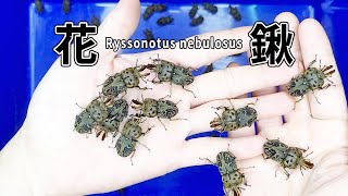 【山林蟲坊】花俏的澳洲花鍬形蟲  Ryssonotus nebulosus Super Fancy Beetle [upl. by Ahmad]