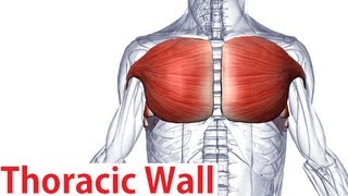 Muscles of the Thoracic Wall  Chest Muscles Anatomy [upl. by Abbotsen469]