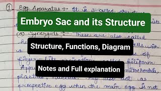 Embryo Sac and Its Structure  Organization  Functions  Diagram  Female gametophyte notes yt [upl. by Niamreg228]