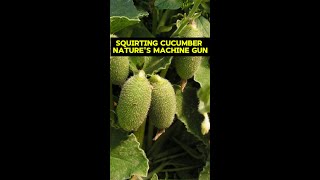 Squirting Cucumber  Natures Machine Gun [upl. by Hgielac]