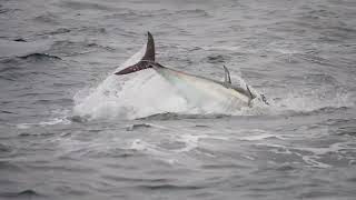 Atlantic Bluefin Tuna Thunnus thynnus south Devon 30 October 2024 [upl. by Charity59]