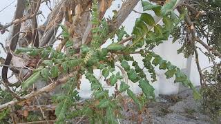 Rare Plant Boswellia sacra [upl. by Loomis]