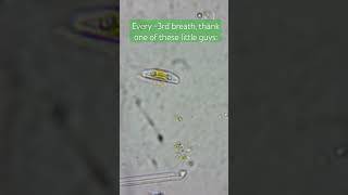 A diatom just doing fascinating things [upl. by Babb]