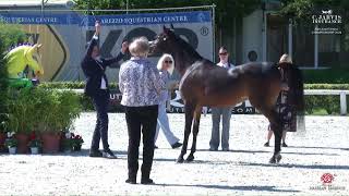 N 27 NORMA REGALIS ANICA National Championship 2024 Fillies 3 Years Old Class 3 [upl. by Einhapets]