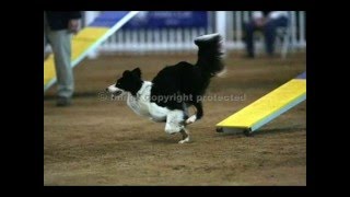 To Border Collies The Best Breed Ever Made [upl. by Cynth]