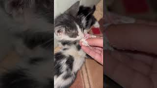 Eating yogurt cat catsounds catlover cutecat cute meowed meow meoweez catvideos catsound [upl. by Bethesda681]