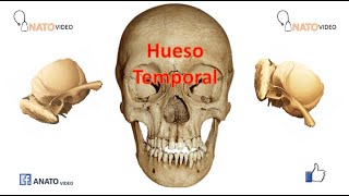 Anatomía hueso temporal I  porción escamosa porción mastoidea [upl. by Attenor183]