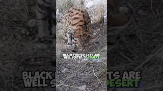 BlackFooted Cat  The Deadliest Cuteness  AnimalEnigmas [upl. by Richma]