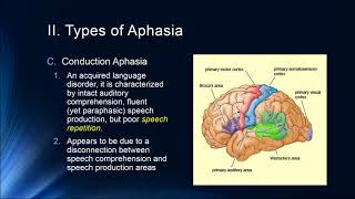 Cognition Lecture 7 4 Brain and Language [upl. by Dolores]