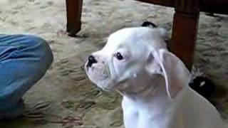 Bentley boxer pup howling [upl. by Marylinda]