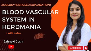 Blood Vascular System in Herdmania Notes Bsc 2nd year Zoology [upl. by Adnirod398]